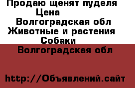 Продаю щенят пуделя › Цена ­ 2 000 - Волгоградская обл. Животные и растения » Собаки   . Волгоградская обл.